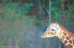 Giraffe      